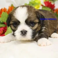Luisa Male 1, a male Shih Tzu for sale in Rock Rapids, IA – Photo 2 of 2