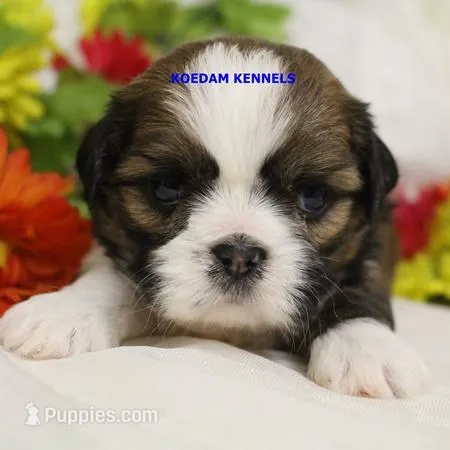 Luisa Male 1 – Shih Tzu puppy for sale in Rock Rapids, IA