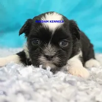 Zulu Male 3, a male Shih Tzu for sale in Rock Rapids, IA – 2 of 2