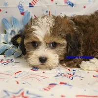 Summer Female 2, a female Shichon for sale in Rock Rapids, IA – 2 of 2