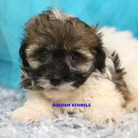 Summer Male 3, a male Shichon for sale in Rock Rapids, IA – 1 of 2