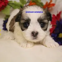 Firework Female 1, a female Mal Shi for sale in Rock Rapids, IA – Photo 1 of 2