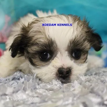 Firework Female 1 – Mal Shi puppy for sale in Rock Rapids, IA