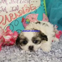 Firework Female 1, a female Mal Shi for sale in Rock Rapids, IA – 5 of 5