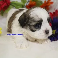 Firework Female 1, a female Mal Shi for sale in Rock Rapids, IA – Photo 2 of 2