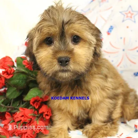 Winter Female 2 – Shorkie puppy for sale in Rock Rapids, IA