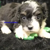 Lynx Female 4, a female Shichon for sale in Rock Rapids, IA – Photo 1 of 2