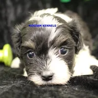 Lynx Female 4, a female Shichon for sale in Rock Rapids, IA – Photo 2 of 2