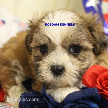 Tickles Male – Mal Shi puppy for sale in Rock Rapids, IA