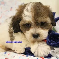 Summer Male 1, a male Shichon for sale in Rock Rapids, IA – 6 of 6