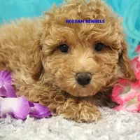 Cass Male 2, a male Poochon for sale in Rock Rapids, IA – 1 of 4