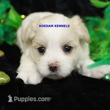 Blondie Female 2, a female Morkie for sale in Rock Rapids, IA – Photo 1 of 2