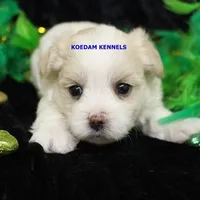 Blondie Female 2, a female Morkie for sale in Rock Rapids, IA – Photo 1 of 2