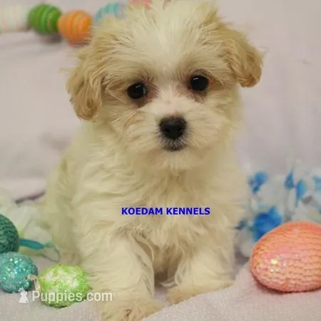 Blondie Female 2 – Morkie puppy for sale in Rock Rapids, IA