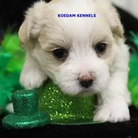 Blondie Female 2, a female Morkie for sale in Rock Rapids, IA – Photo 2 of 2