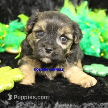 Blondie Male, a male Morkie for sale in Rock Rapids, IA – Photo 1 of 2