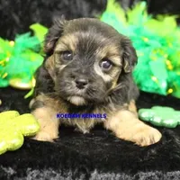 Blondie Male, a male Morkie for sale in Rock Rapids, IA – Photo 1 of 2