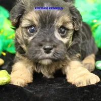 Blondie Male, a male Morkie for sale in Rock Rapids, IA – Photo 2 of 2