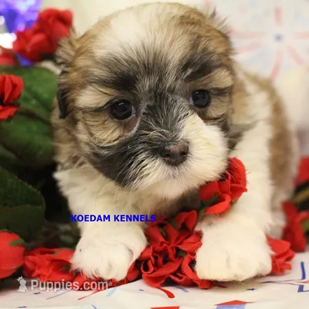 Tickles Female 1 – Mal Shi puppy for sale in Rock Rapids, IA