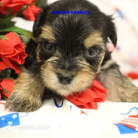Pumpkin Male 1 – Morkie puppy for sale in Rock Rapids, IA
