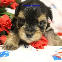 Pumpkin Male 1, a male Morkie for sale in Rock Rapids, IA – 1 of 2