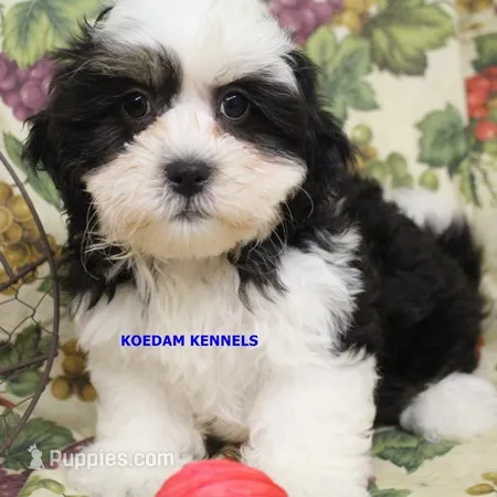 Shiva Male 3 – Shichon puppy for sale in Rock Rapids, IA