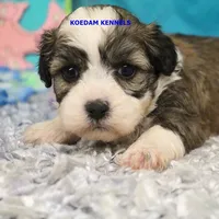 Shiva Female 1, a female Shichon for sale in Rock Rapids, IA – 1 of 2