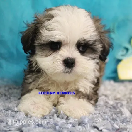 Firework Male – Mal Shi puppy for sale in Rock Rapids, IA