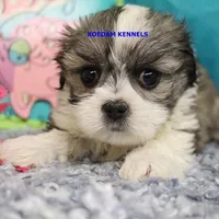 Firework Female 4, a female Mal Shi for sale in Rock Rapids, IA – 2 of 2