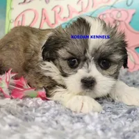 Firework Female 4, a female Mal Shi for sale in Rock Rapids, IA – 1 of 2