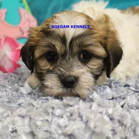 Uma Female 1 – Shichon puppy for sale in Rock Rapids, IA