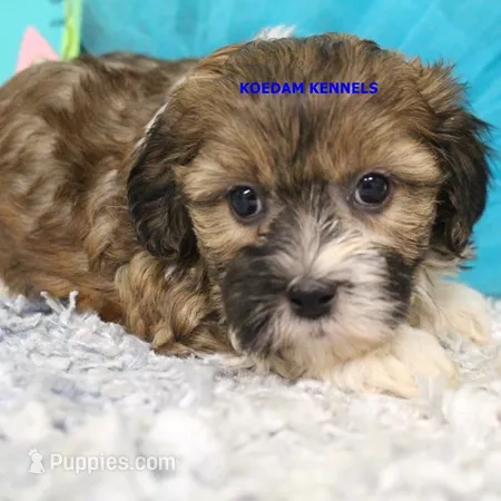 Summer Male 4 – Shichon puppy for sale in Rock Rapids, IA