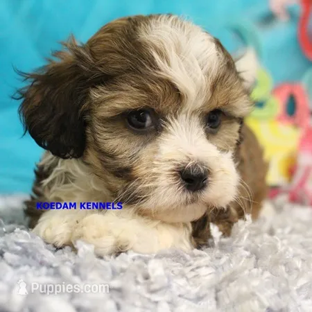 Summer Female 2 – Shichon puppy for sale in Rock Rapids, IA