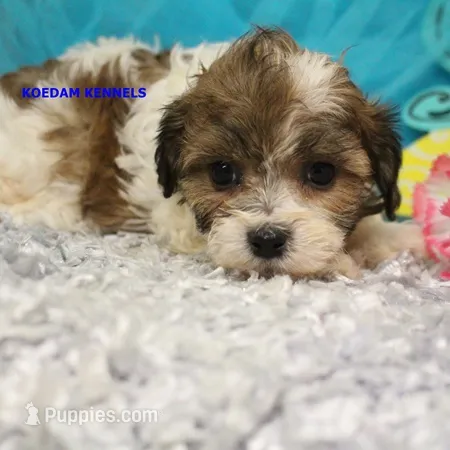Summer Female 1 – Shichon puppy for sale in Rock Rapids, IA