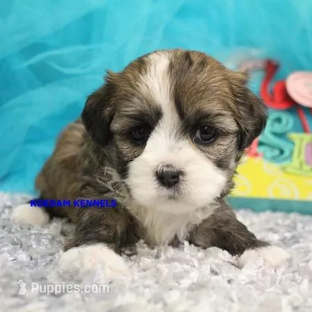 Valentine Female 2 – Mal Shi puppy for sale in Rock Rapids, IA