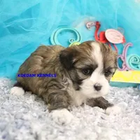 Valentine Female 2, a female Mal Shi for sale in Rock Rapids, IA – 2 of 2
