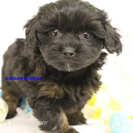 Eve Female 5 – Shihpoo puppy for sale in Rock Rapids, IA
