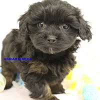 Eve Female 5, a female Shihpoo for sale in Rock Rapids, IA – Photo 2 of 5