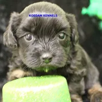 Eve Female 5, a female Shihpoo for sale in Rock Rapids, IA – Photo 1 of 2