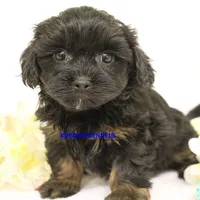 Eve Female 5, a female Shihpoo for sale in Rock Rapids, IA – Photo 5 of 5