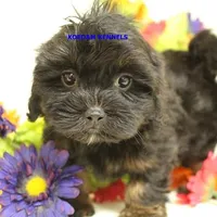 Eve Female 5, a female Shihpoo for sale in Rock Rapids, IA – Photo 1 of 5