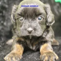 Eve Female 5, a female Shihpoo for sale in Rock Rapids, IA – Photo 2 of 2