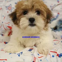 Uma Male 2, a male Shichon for sale in Rock Rapids, IA – 1 of 6