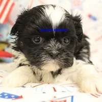 Zulu Male 3, a male Shih Tzu for sale in Rock Rapids, IA – 5 of 6