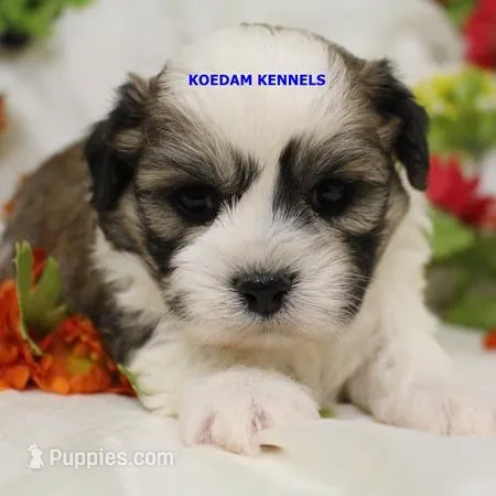 Frenchy Male 2 – Shichon puppy for sale in Rock Rapids, IA