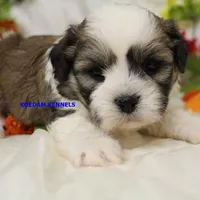 Frenchy Male 2, a male Shichon for sale in Rock Rapids, IA – Photo 2 of 2