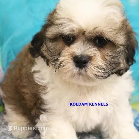 Frenchy Male 2 – Shichon puppy for sale in Rock Rapids, IA
