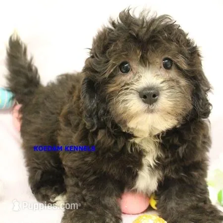 Mal Female 2 – Shih Tzu, Poodle - Toy  puppy for sale in Rock Rapids, IA