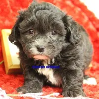 Mal Female 2, a female Shih Tzu and Poodle - Toy  for sale in Rock Rapids, IA – Photo 1 of 2