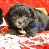 Mal Female 2, a female Shih Tzu and Poodle - Toy  for sale in Rock Rapids, IA – Photo 2 of 2